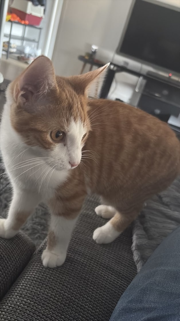 Heb jij Pucka, Toby of Pino gezien? Deze vier huisdieren worden in ...