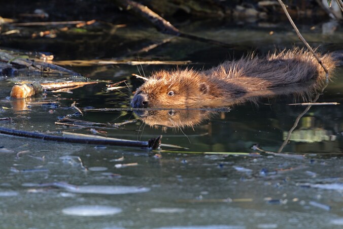 Poolse premier verklaart de oorlog aan de bever na overstromingen ...