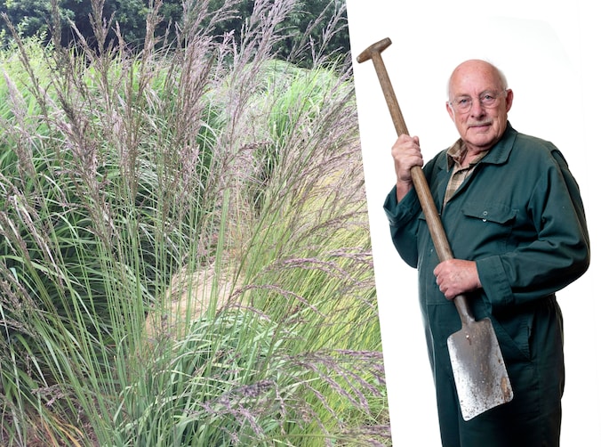 In oneven aantallen planten, waarom doen we dat eigenlijk? | Wonen | AD.nl