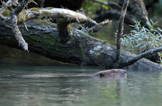 Waarom bouwen de bevers in de Biesbosch nauwelijks dammen? En waarom ...