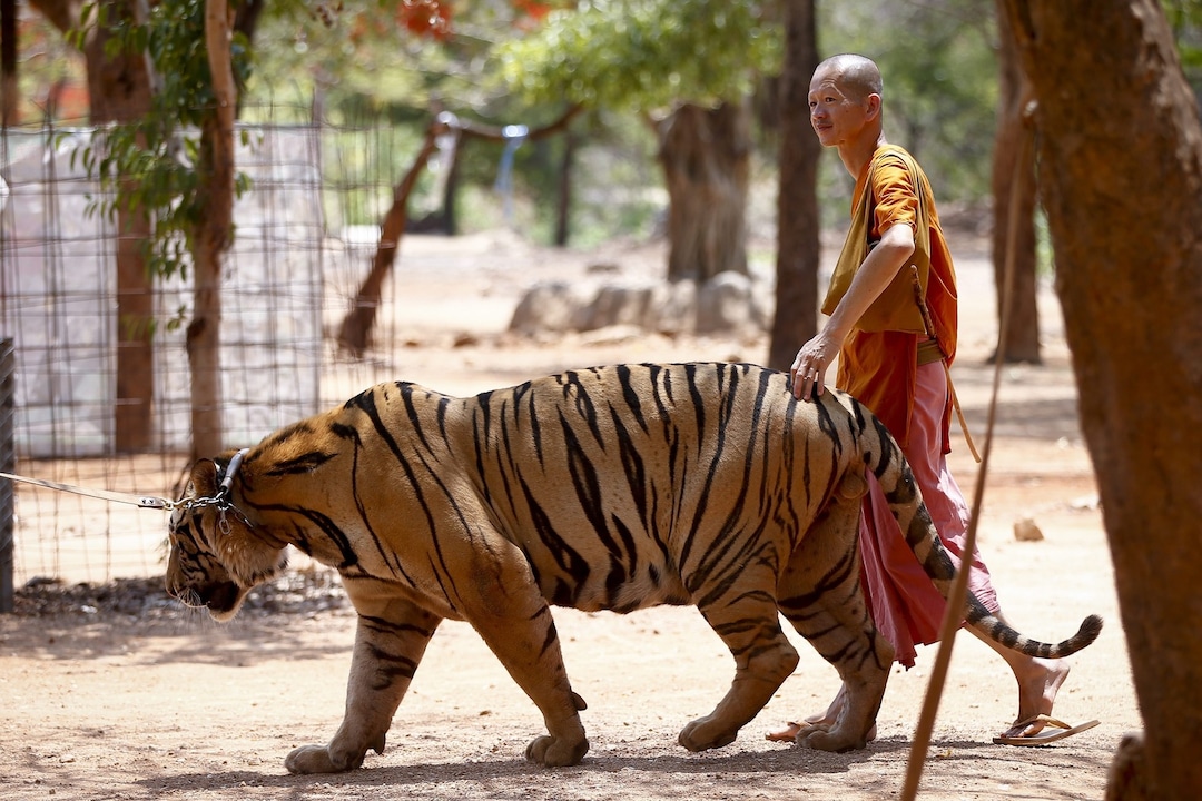 een-monnik-loopt-met-een-tijger-in-de-tiger-temple