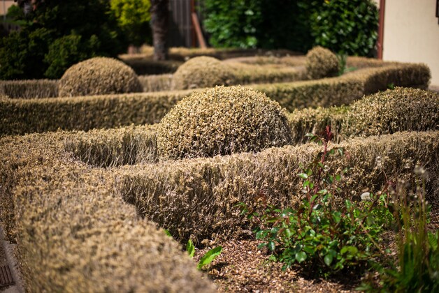 Run bij Utrechtse tuincentra op bestrijdingsmiddelen buxusrups | Regio ...