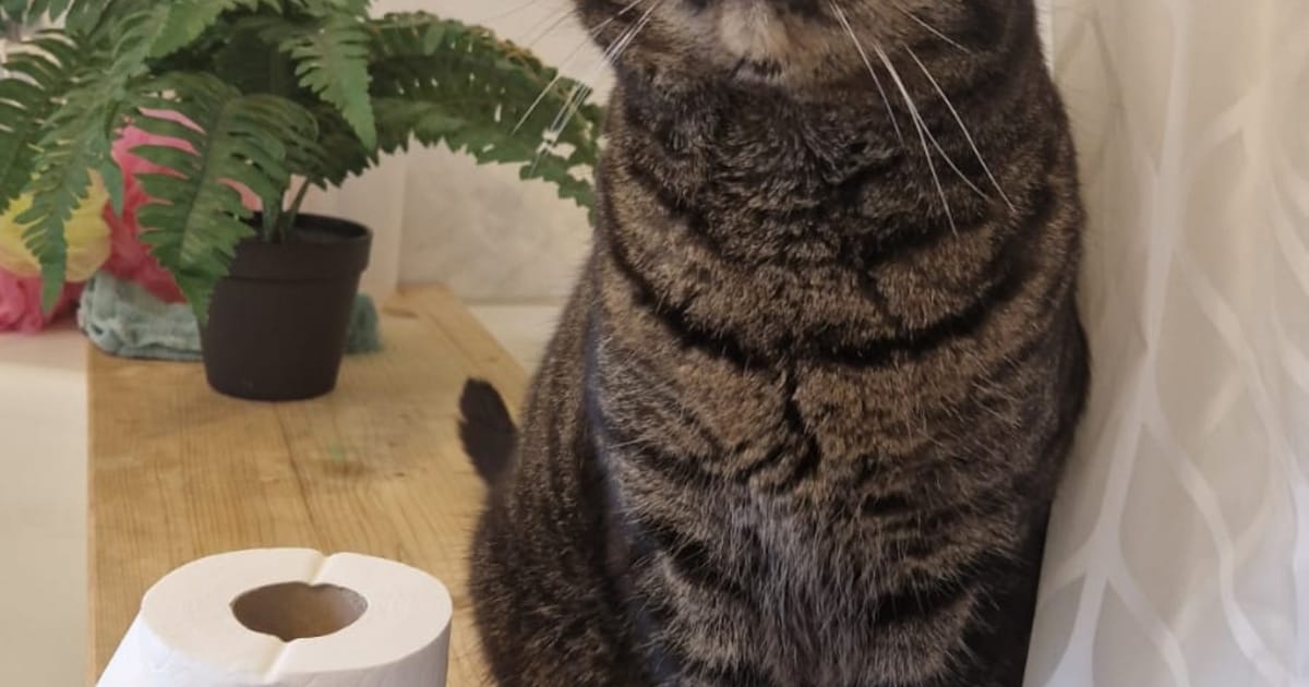 Heb jij Zaytouna gezien? Dit huisdier wordt in Bergen (L) vermist