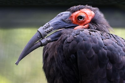 Primeur in Artis: geblesseerde vogel krijgt eerste volledig 3D-geprinte snavel