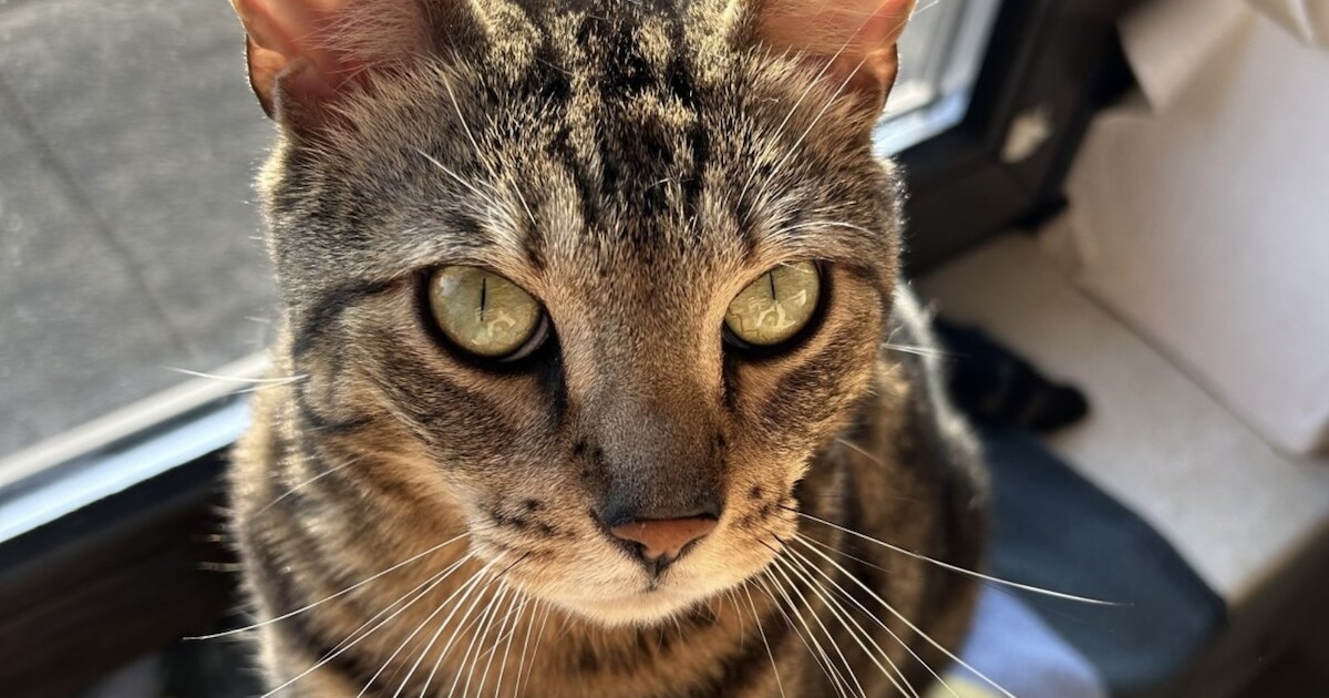 Heb jij Juicy of Mailo gezien? Deze twee huisdieren worden in Roerdalen vermist