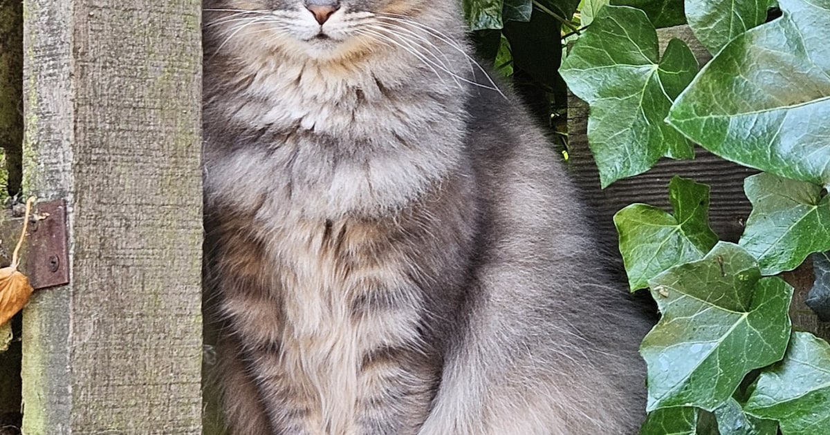 Heb jij Koos, Jilly of Kenny gezien? Deze drie huisdieren worden in Waddinxveen vermist