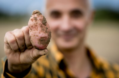 Frietje op de tocht? Verkenning voor kabinet ziet groeiend risico op misoogst in aardappelteelt