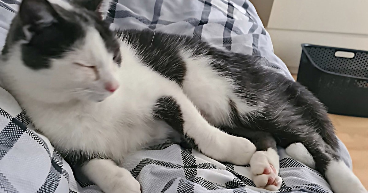 Heb jij Koos of Sam gezien? Deze twee huisdieren worden in Lingewaard vermist