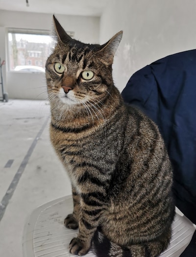 Heb jij Minoes, Storm of Rik gezien? Deze vier huisdieren worden in Oosterhout vermist