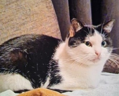 Heb jij Muis gezien? Dit huisdier wordt in Wijchen vermist