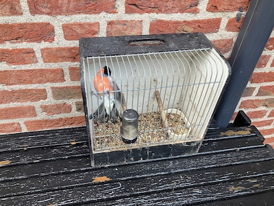 Illegaal gevangen goudvinken terug in de natuur, vogelstroper opgepakt