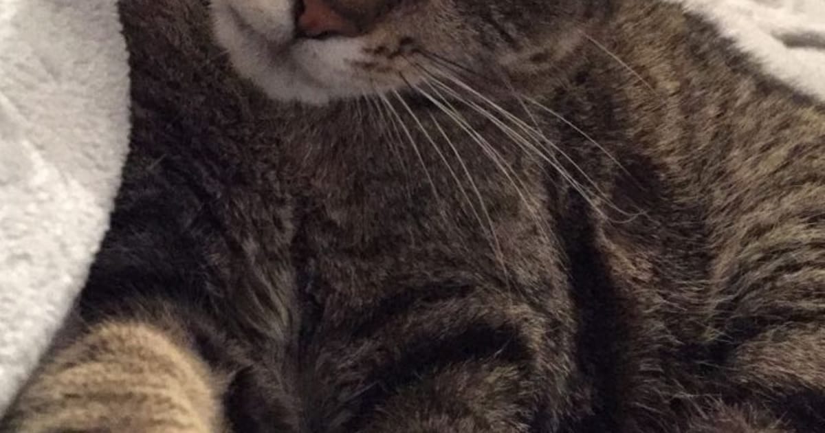 Heb jij Nox, Pepe of George gezien? Deze acht huisdieren worden in Haarlemmermeer vermist
