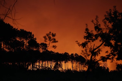 LIVE vakantieblog | 12.000 toeristen geëvacueerd om natuurbrand bij Bordeaux, gratis naar de bios in Rome vanwege hitte