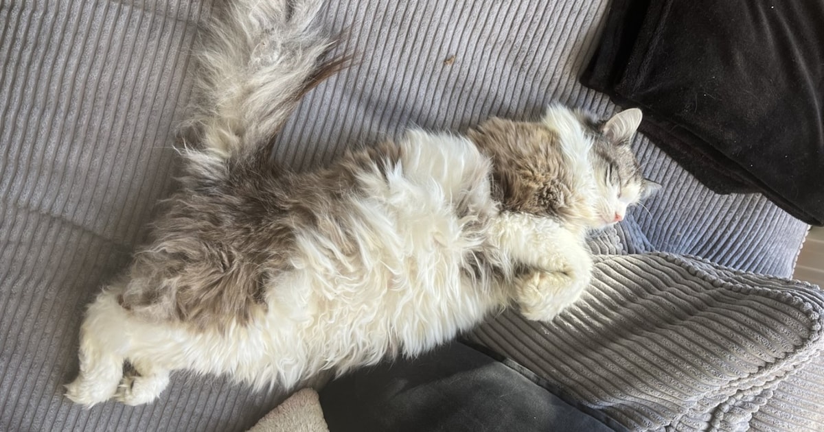 Heb jij Poea of Ozzy gezien? Deze twee huisdieren worden in Soest vermist
