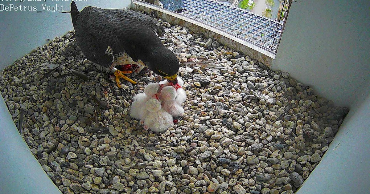Lezing over vogels rond DePetrus in Vught