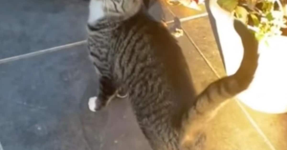 Heb jij Bollie gezien? Dit huisdier wordt in Stichtse Vecht vermist