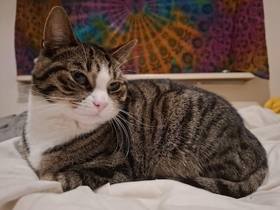 Heb jij Dora of Ranni gezien? Deze twee huisdieren worden in Helmond vermist