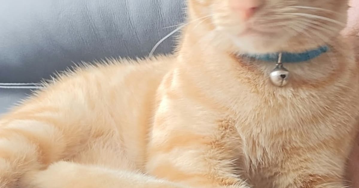 Heb jij Djinn gezien? Dit huisdier wordt in Culemborg vermist