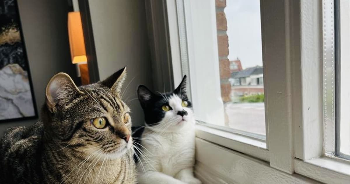 Heb jij Indy, Joep of Lulu gezien? Deze drie huisdieren worden in Maassluis vermist