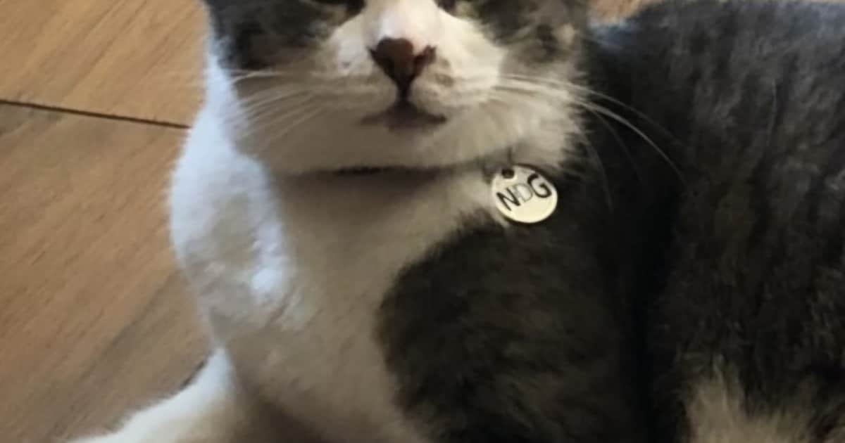 Heb jij Dikkie of Simba gezien? Deze twee huisdieren worden in Heemskerk vermist