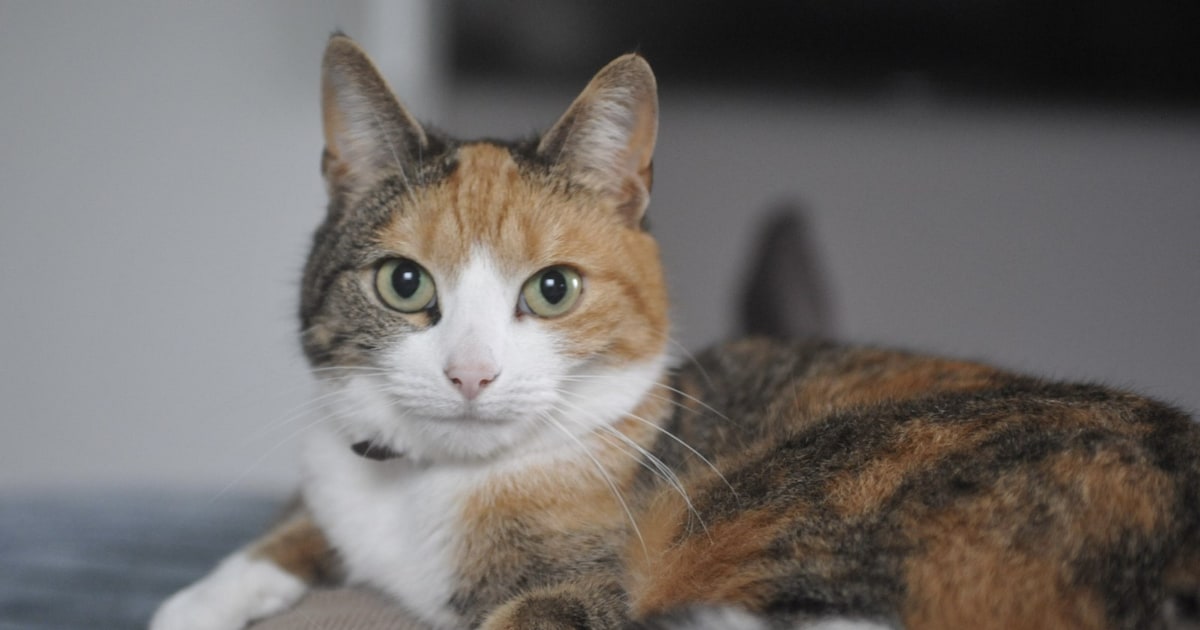 Heb jij Fifi, Jack of Puoli gezien? Deze drie huisdieren worden in Veere vermist