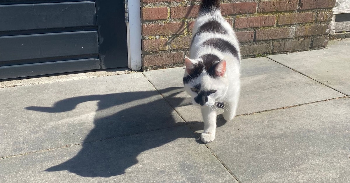 Heb jij Johny Walker gezien? Dit huisdier wordt in Scherpenzeel vermist