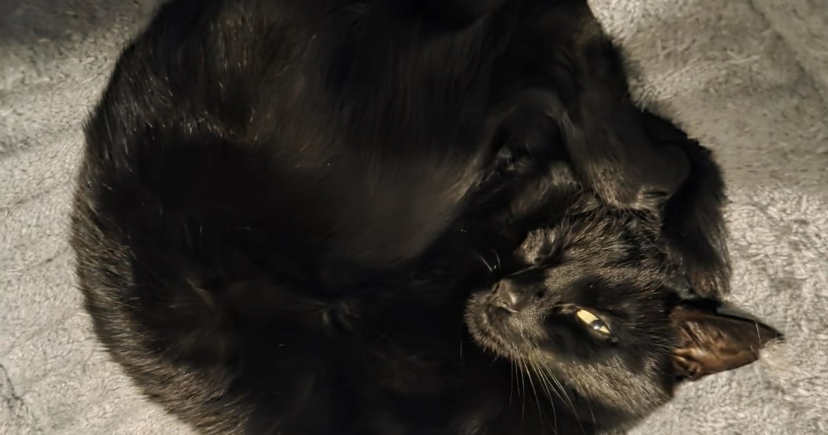 Heb jij Tinus, Momo of Hummie gezien? Deze drie huisdieren worden in Roosendaal vermist