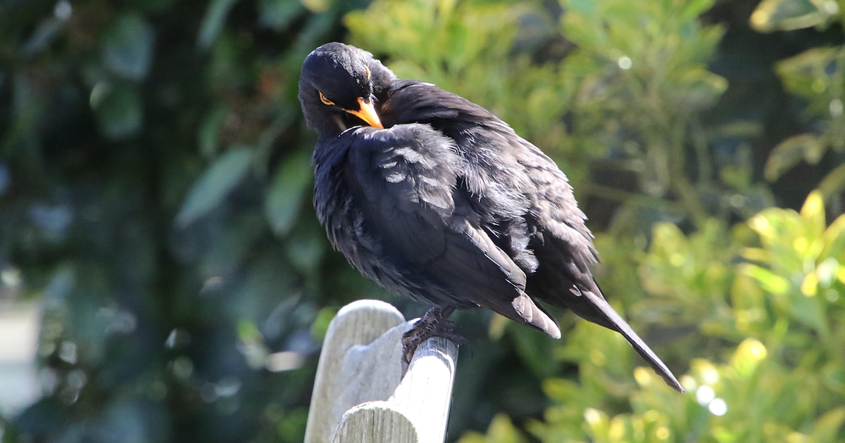 Vogelbescherming geeft webinar over vogelvriendelijke tuin in Aa en Hunze