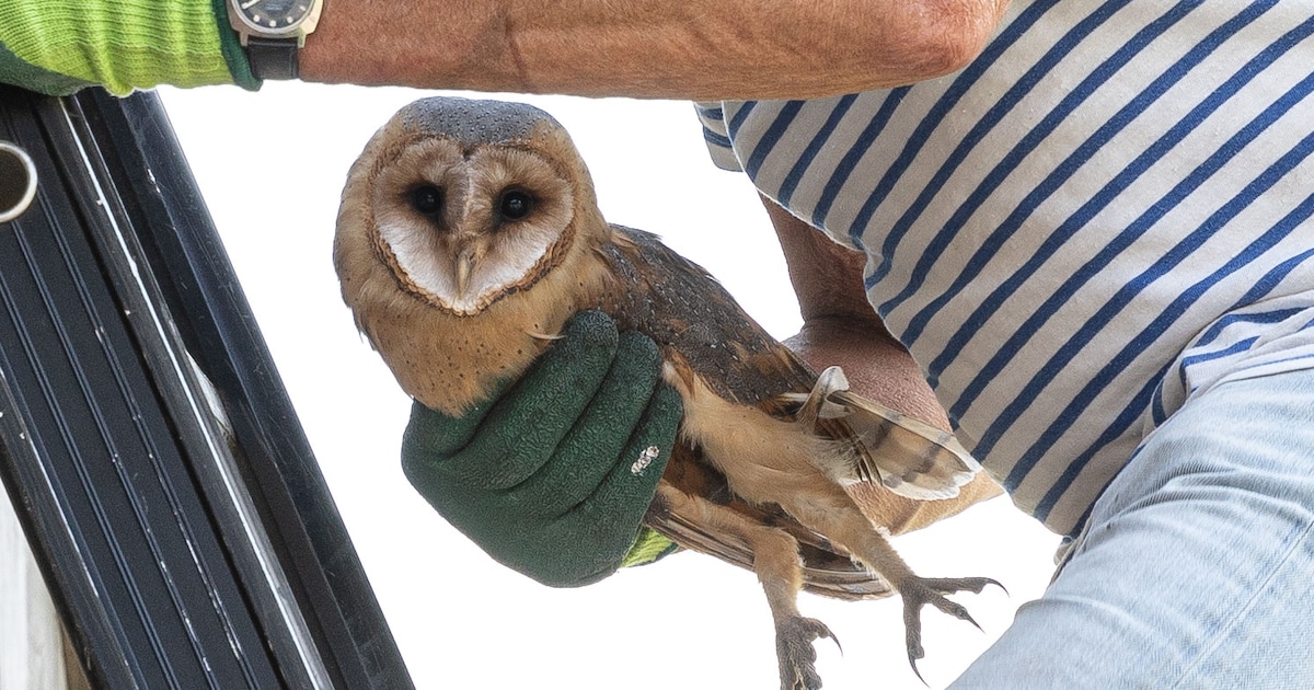 Elf nieuwe nestkasten in Meerssen voor uilen en valken