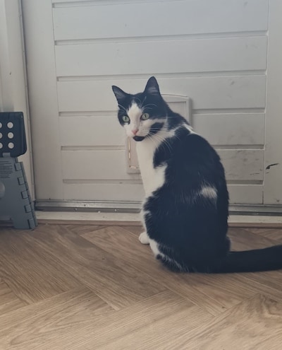 Heb jij Lyco, Kiki of Mish mish gezien? Deze 13 huisdieren worden in Den Haag vermist