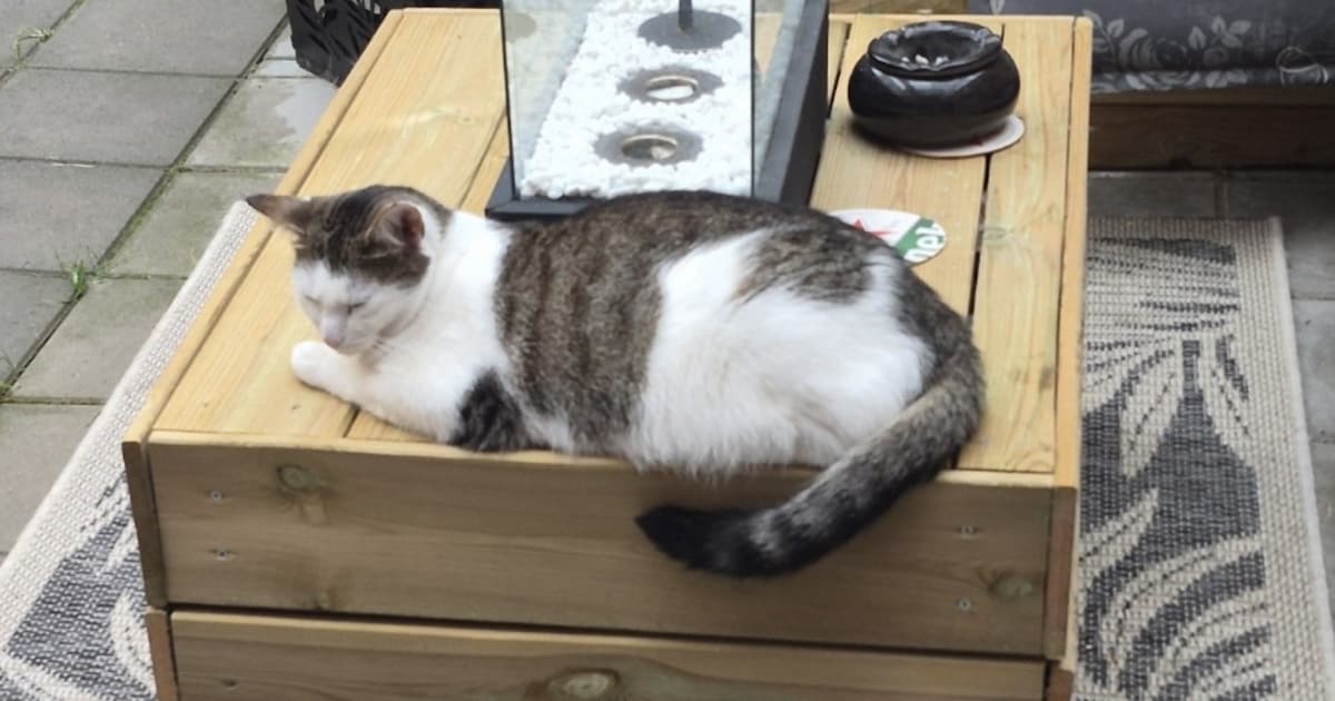 Heb jij Tom of Snoepie gezien? Deze twee huisdieren worden in Assen vermist