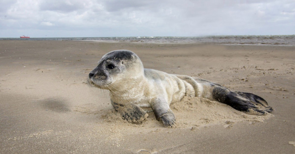 Borden op stranden Goeree met verzoek gestrande zeehond met rust te laten