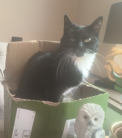 Heb jij Chabo, Bram of Bailey gezien? Deze drie huisdieren worden in Westland vermist