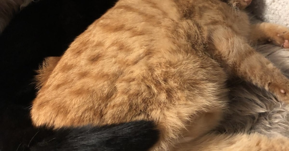 Heb jij Nala gezien? Dit huisdier wordt in Leusden vermist