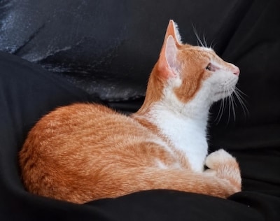 Heb jij Frenkie, Moesh of Marroia gezien? Deze drie huisdieren worden in Almelo vermist