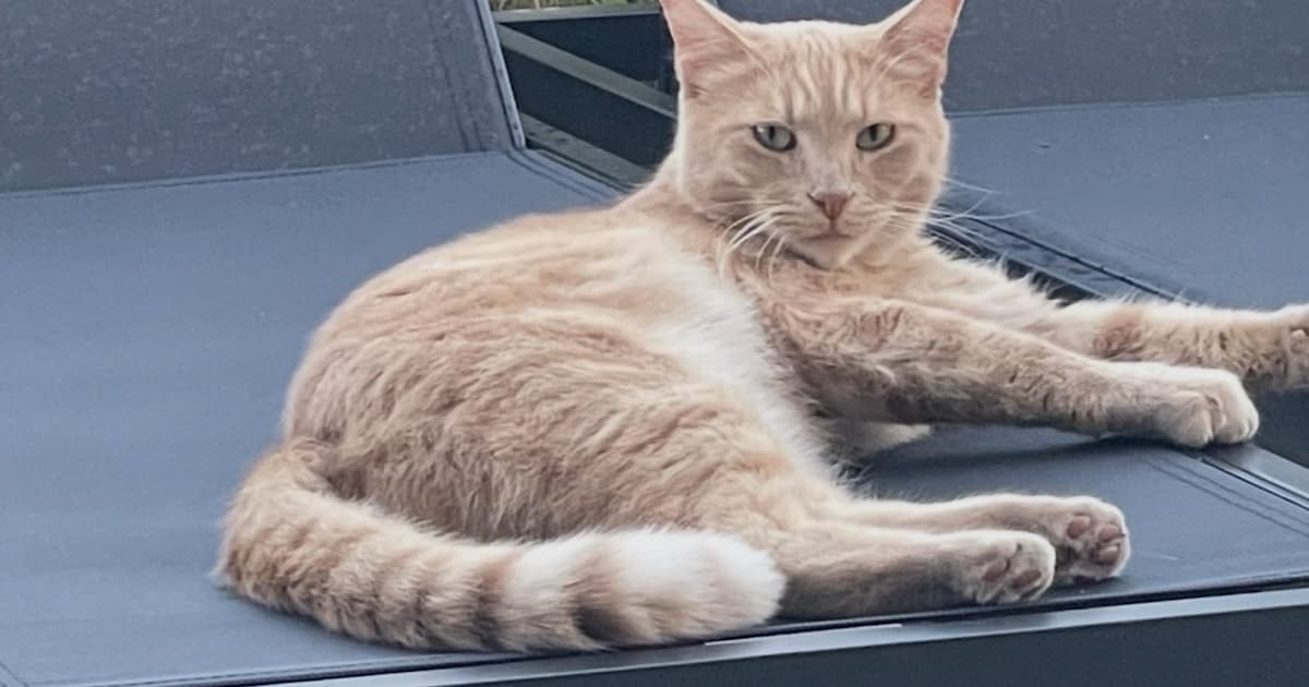 Heb jij Sunny gezien? Dit huisdier wordt in Aalsmeer vermist