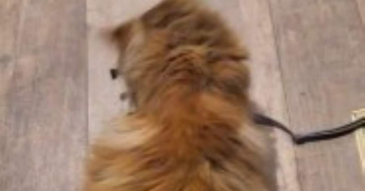 Heb jij Rosie gezien? Dit huisdier wordt in Brunssum vermist