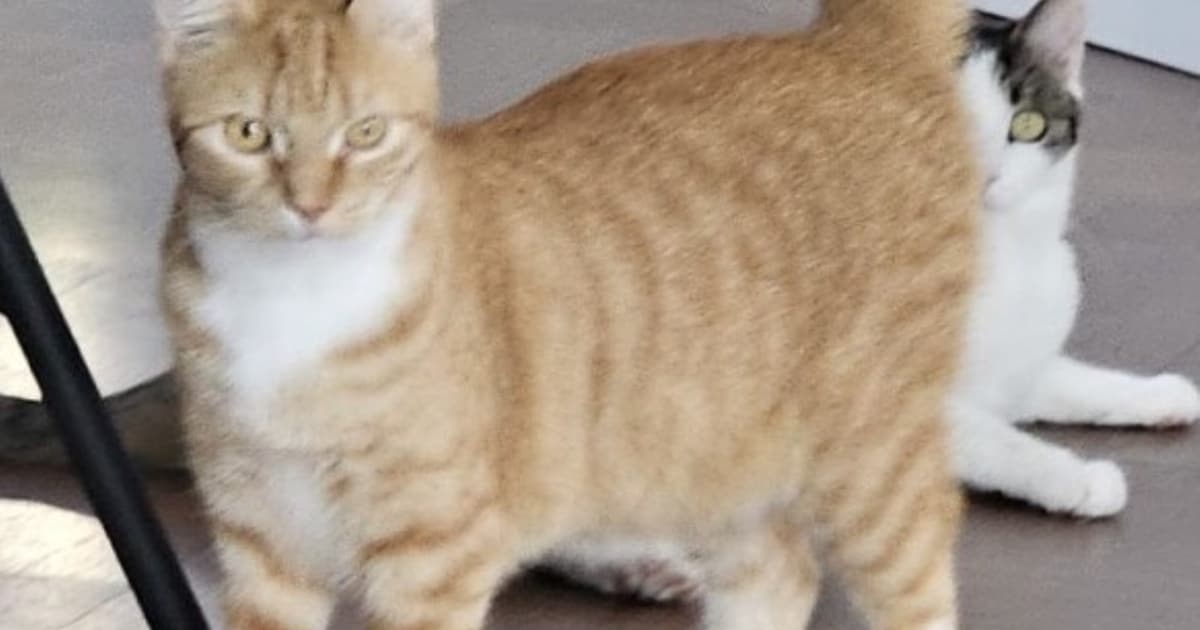 Heb jij Marie of Dexter gezien? Deze twee huisdieren worden in Zeist vermist