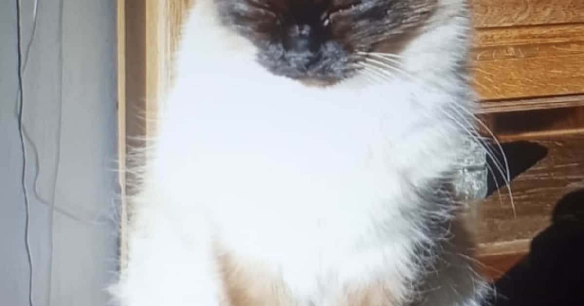 Heb jij Annabelle gezien? Dit huisdier wordt in Uithoorn vermist