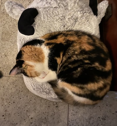 Heb jij Bubbel, Bambi of Scarlett gezien? Deze zes huisdieren worden in Zoetermeer vermist