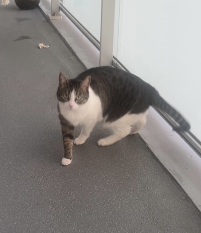 Have you seen Teun(tje), Suzy or Pippa? These 16 pets are missing in Haarlem