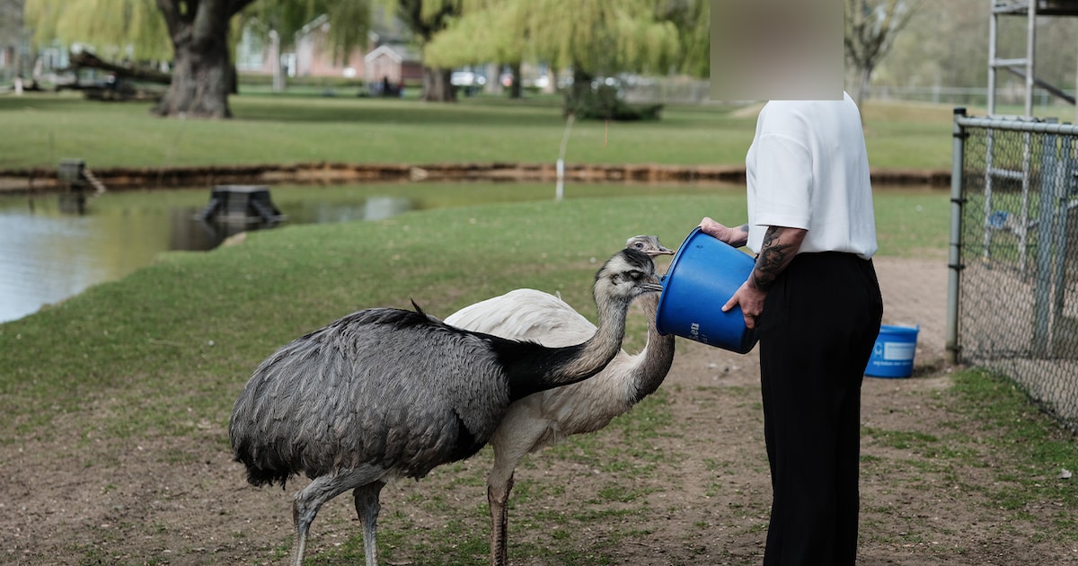 Politie extra op pad na meldingen van jongeren die op nandoe-eieren slaan: ‘Doe normaal’