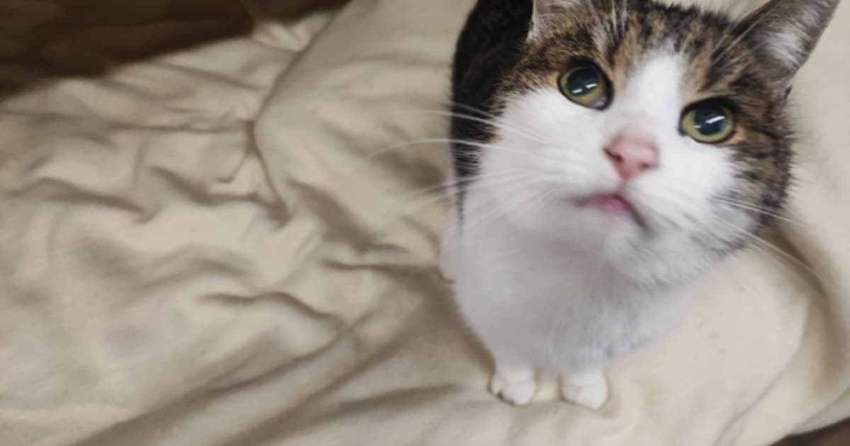 Heb jij Trini gezien? Dit huisdier wordt in Vaals vermist