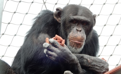 Kijken, ruiken en vooral wennen: de eerste stappen van chimpansee Tanno (33) in Dierenpark Amersfoor