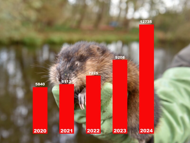 Muskusratten teisteren de Krimpenerwaard: Thijs (31) en Wim (41) gaan ...
