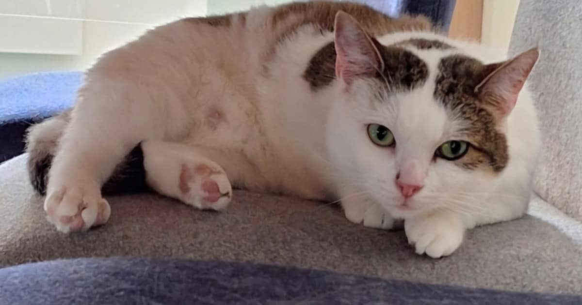 Heb jij Stella gezien? Dit huisdier wordt in Bergen (NH) vermist