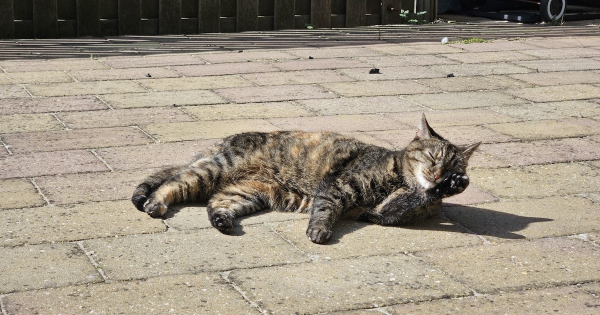 Heb jij Pema, Felicia of Cleo gezien? Deze vijf huisdieren worden in Schiedam vermist