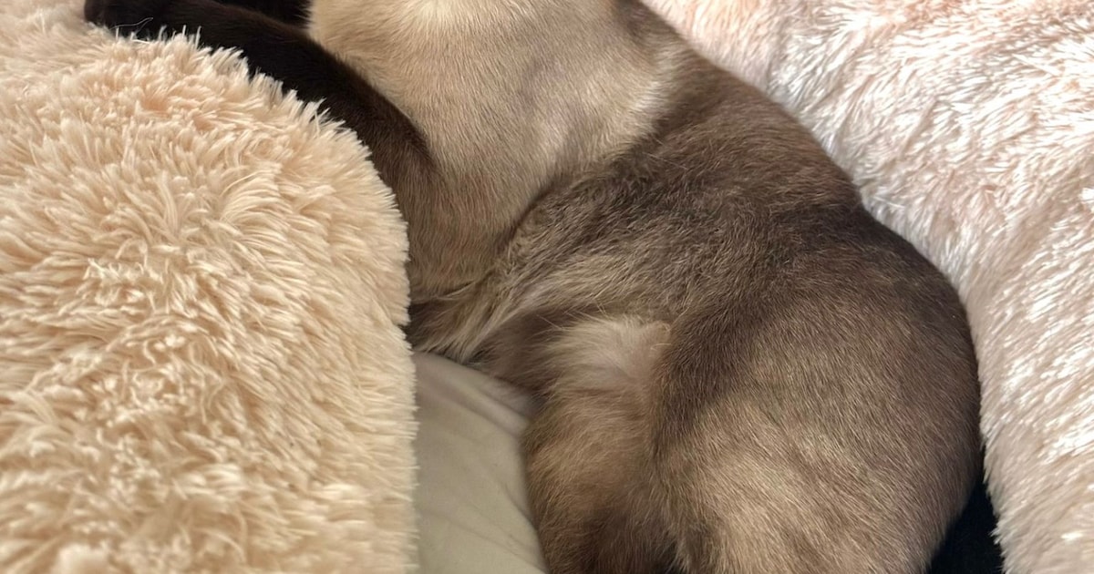 Heb jij Joe gezien? Dit huisdier wordt in Assen vermist