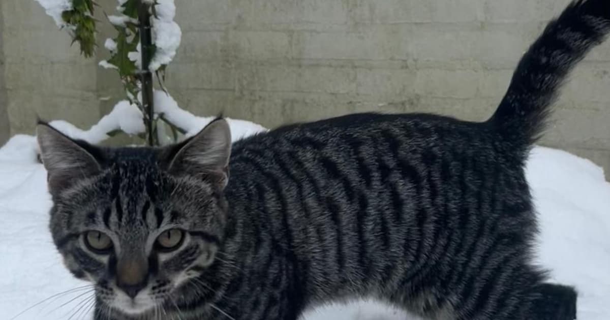 Heb jij Pim of Bluey gezien? Deze twee huisdieren worden in Gorinchem vermist