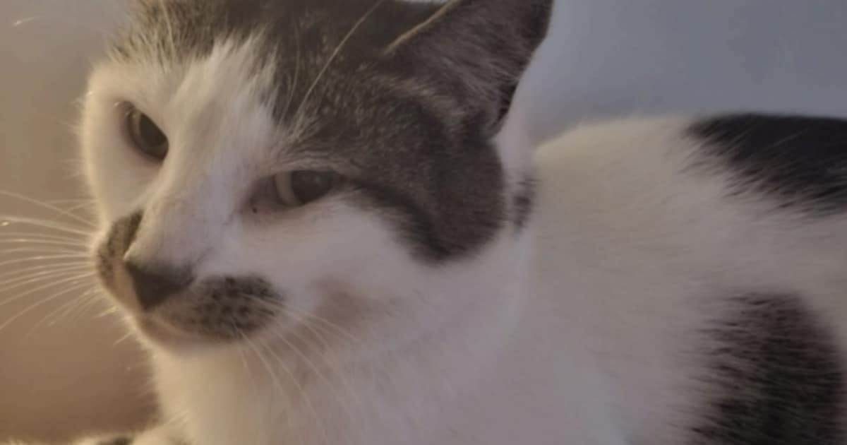 Heb jij Angela of Bella gezien? Deze twee huisdieren worden in Kerkrade vermist